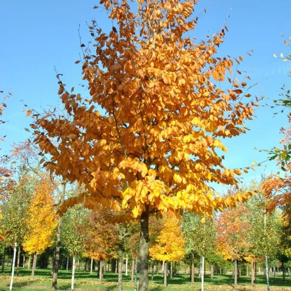Fagus orientalis – Fagaceae