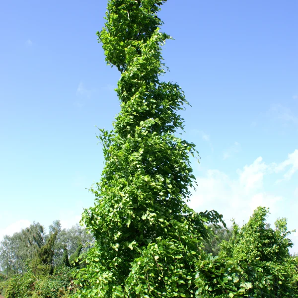 Fagus orientalis 'Iskander' – Fagaceae