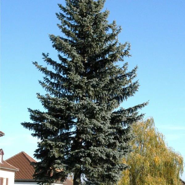 Picea pungens f. glauca – Pinaceae