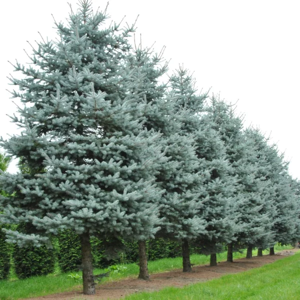 Picea pungens 'Blue Diamond' – Pinaceae