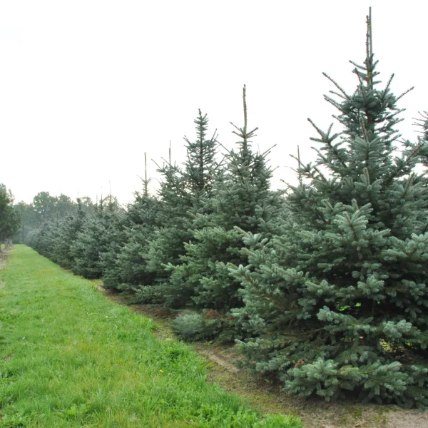 Picea pungens 'Fat Albert' – Pinaceae