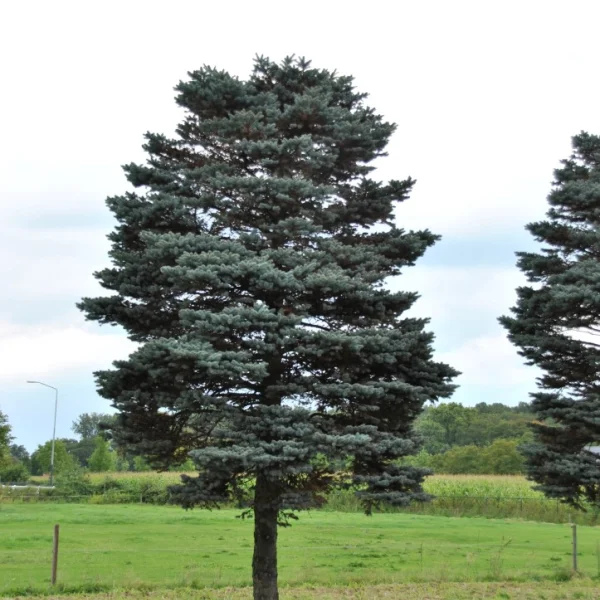 Picea pungens 'Glauca Globosa' – Pinaceae