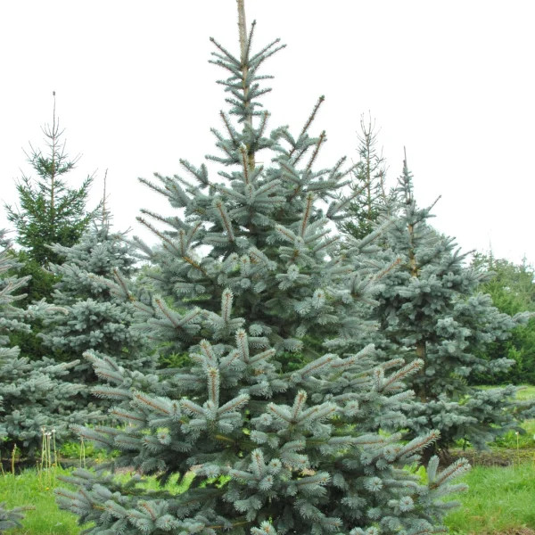Picea pungens 'Hoopsii' – Pinaceae