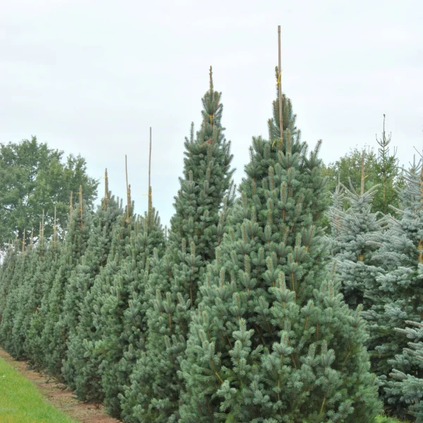 Picea pungens 'Iseli Fastigiate' – Pinaceae