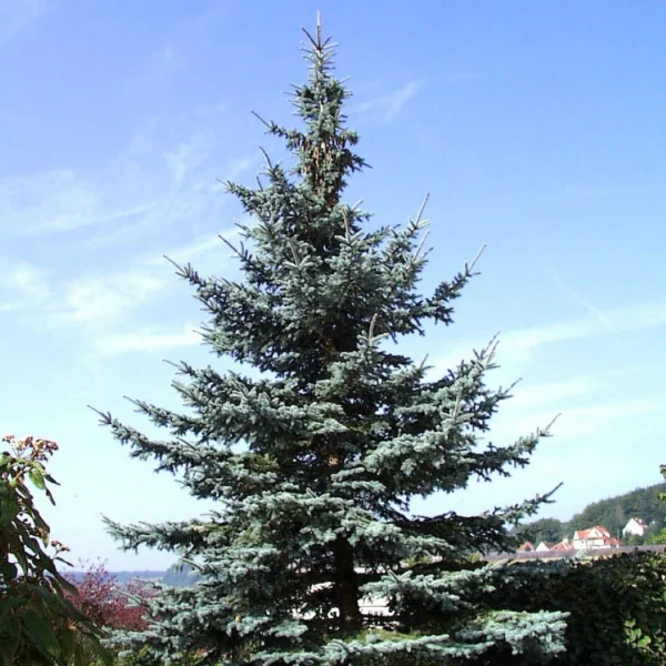 Picea pungens 'Koster' – Pinaceae