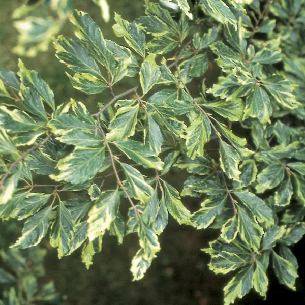 Fagus sylvatica 'Albomarginata' – Fagaceae