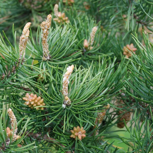 Pinus banksiana – Pinaceae