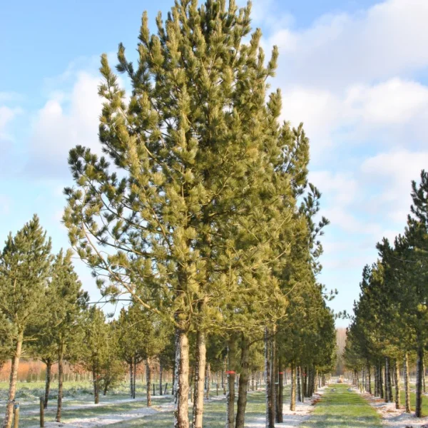 Pinus cembra – Pinaceae
