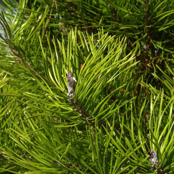 Pinus contorta – Pinaceae