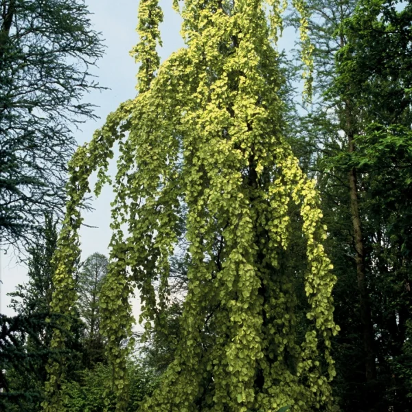 Fagus sylvatica 'Aurea Pendula' – Fagaceae