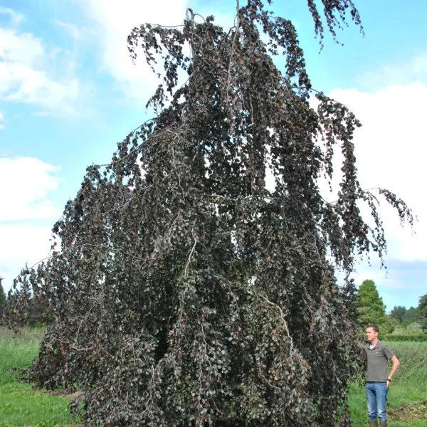 Fagus sylvatica 'Black Swan' – Fagaceae