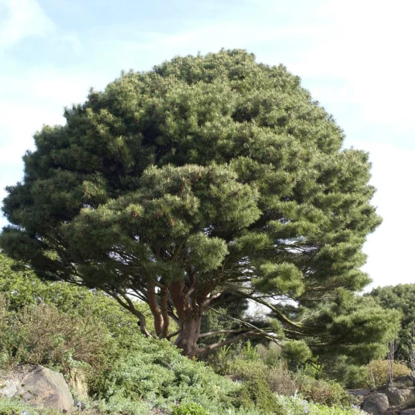 Pinus densiflora 'Umbraculifera' – Pinaceae