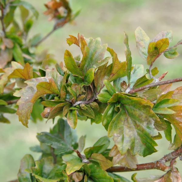 Fagus sylvatica 'Brathay Purple' – Fagaceae