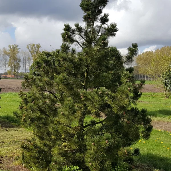 Pinus heldreichii – Pinaceae