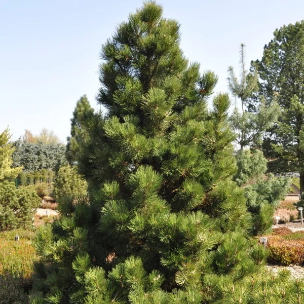 Pinus heldreichii 'Malinki' – Pinaceae