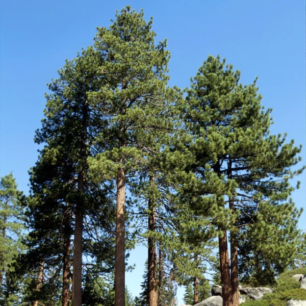 Pinus jeffreyi – Pinaceae