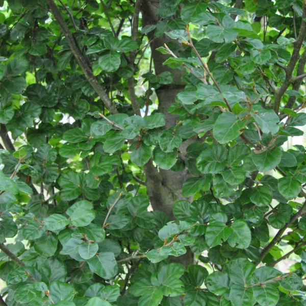 Fagus sylvatica 'Cockleshell' – Fagaceae