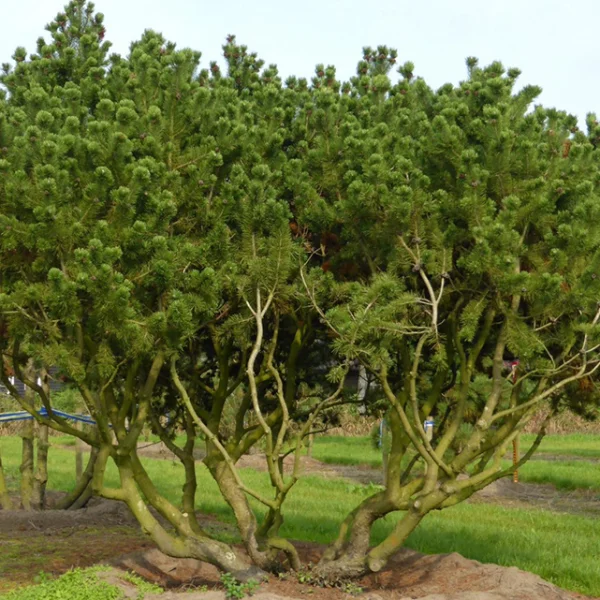 Pinus mugo – Pinaceae