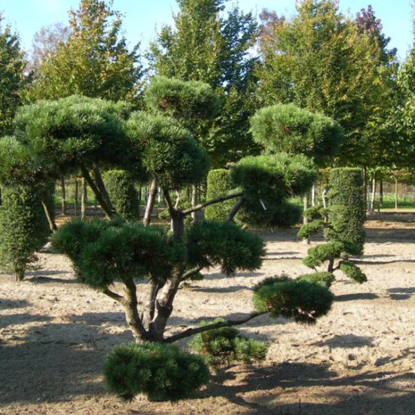 Pinus mugo 'Gnom' – Pinaceae