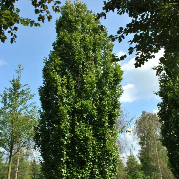 Fagus sylvatica 'Dawyck Gold' – Fagaceae