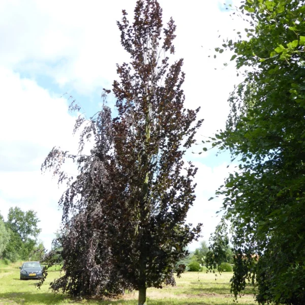 Fagus sylvatica 'Dawyck Purple' – Fagaceae