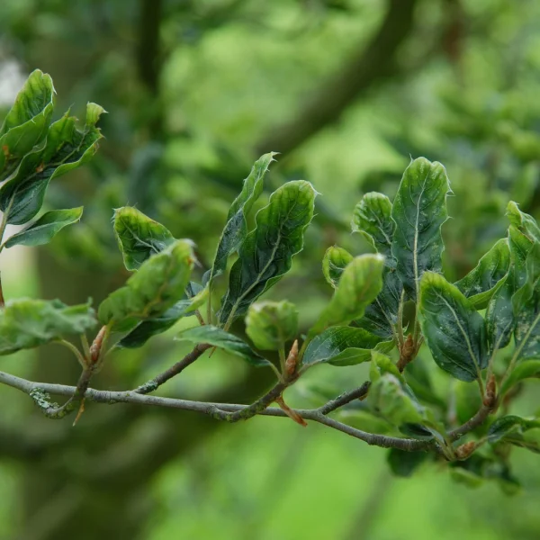 Fagus sylvatica 'Greenwood' – Fagaceae