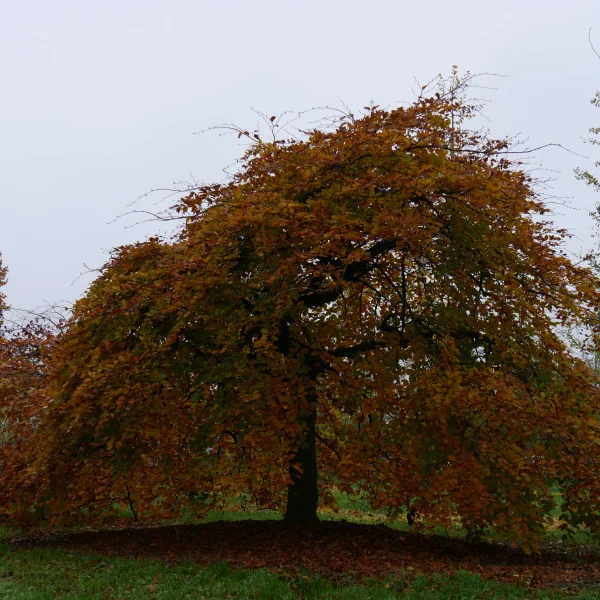 Fagus sylvatica 'Horizontalis' – Fagaceae