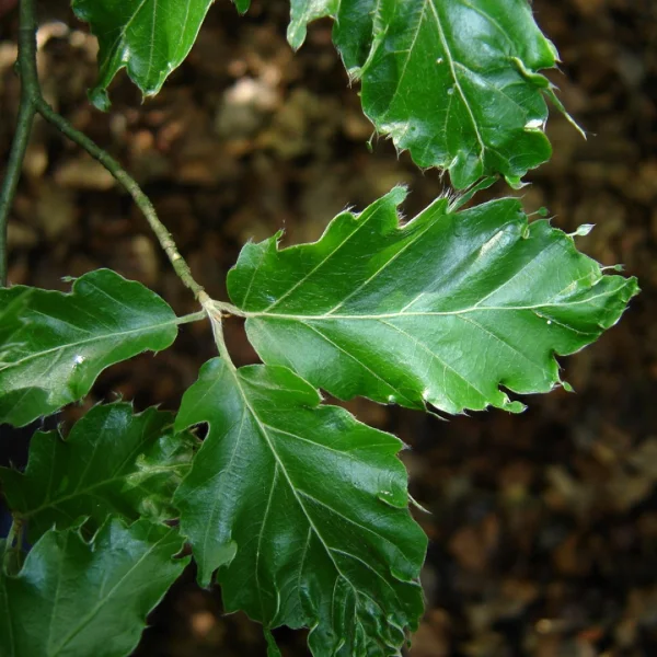 Fagus sylvatica 'Interrupta' – Fagaceae