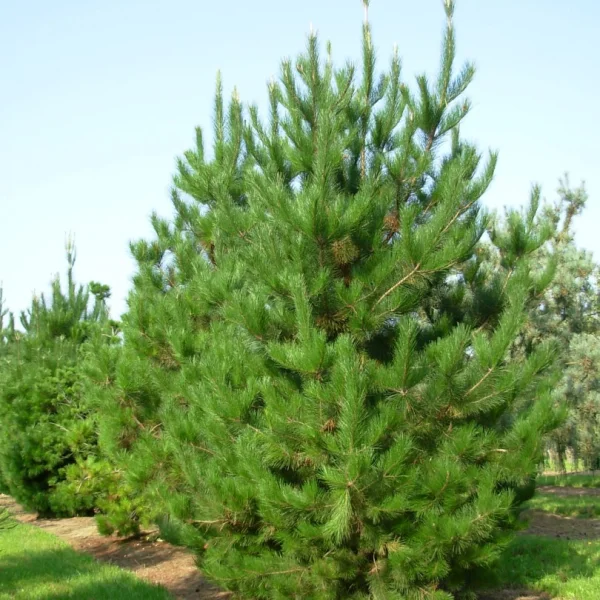 Pinus radiata – Pinaceae