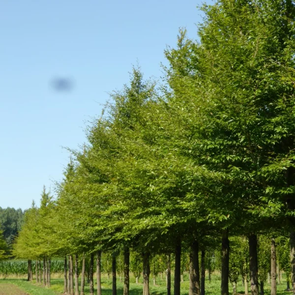 Fagus sylvatica 'Laciniata' – Fagaceae