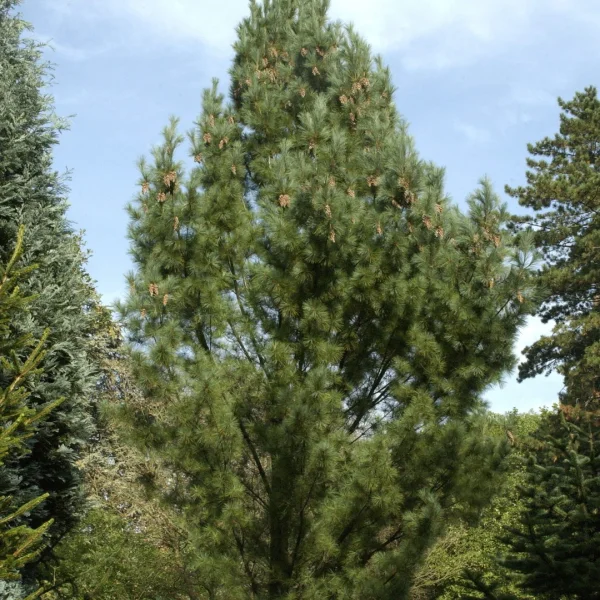 Pinus strobus 'Fastigiata' – Pinaceae