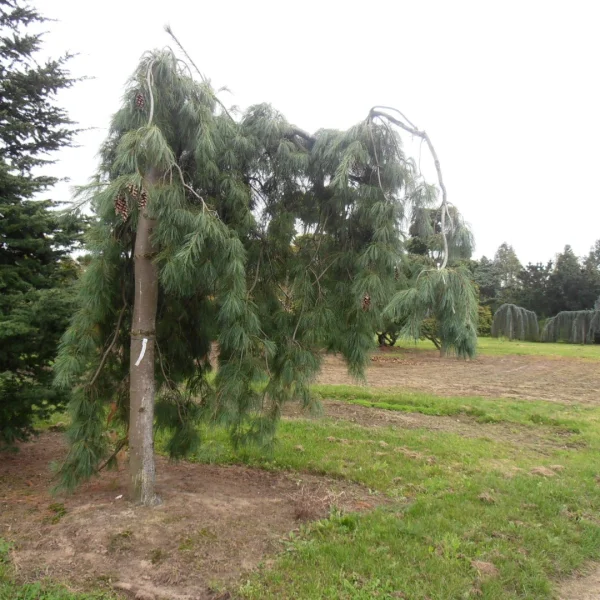 Pinus strobus 'Pendula' – Pinaceae