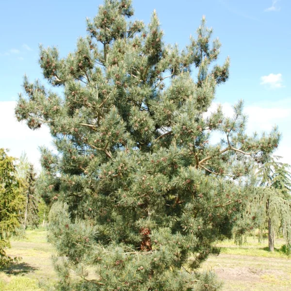 Pinus sylvestris 'Bonna' – Pinaceae