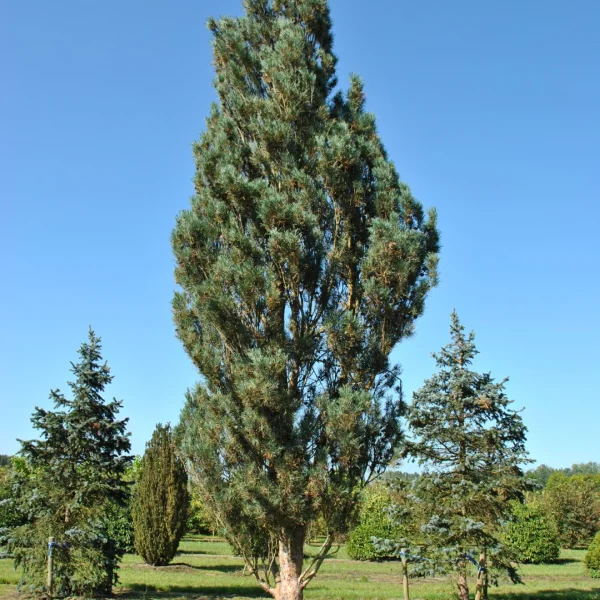 Pinus sylvestris 'Fastigiata' – Pinaceae