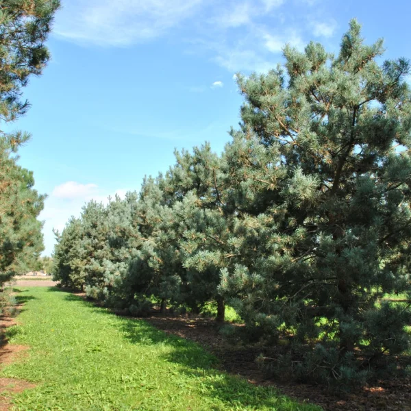 Pinus sylvestris 'Glauca' – Pinaceae