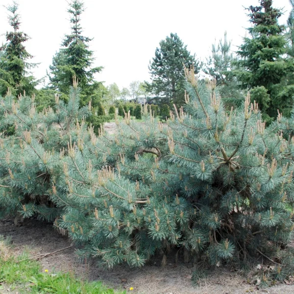 Pinus sylvestris 'Repens' – Pinaceae