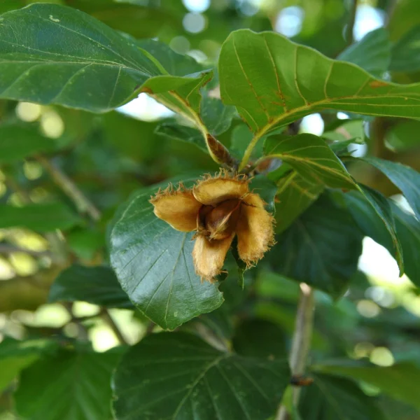 Fagus sylvatica 'Prince George of Crete' – Fagaceae