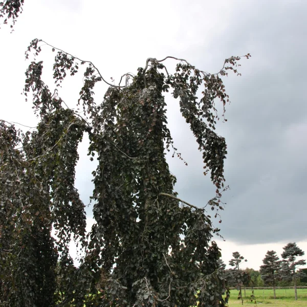 Fagus sylvatica 'Purple Fountain' – Fagaceae
