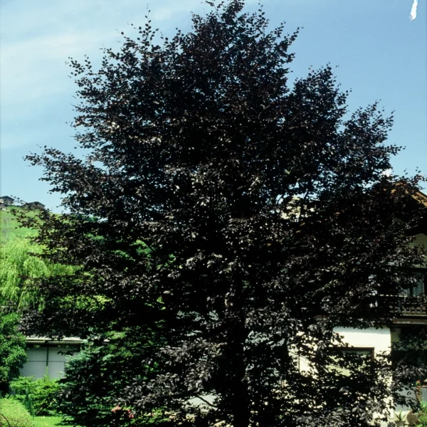 Fagus sylvatica 'Purpurea Latifolia' – Fagaceae