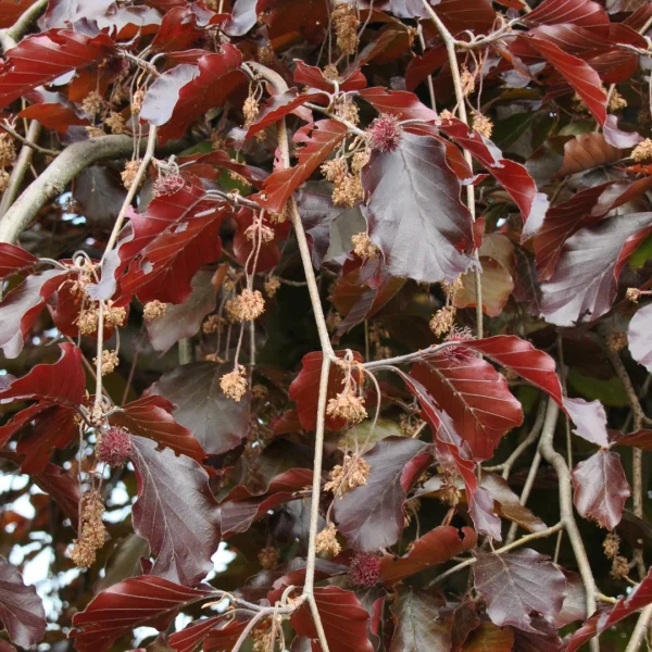 Fagus sylvatica 'Purpurea Pendula' – Fagaceae