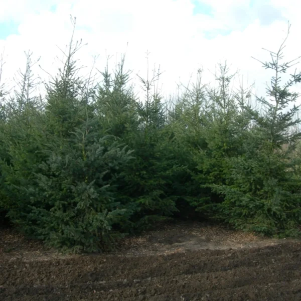Pseudotsuga menziesii var. glauca – Pinaceae