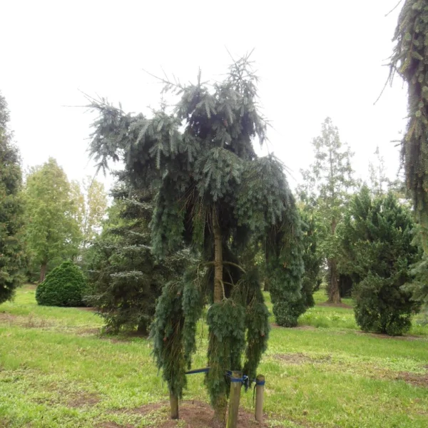 Pseudotsuga menziesii 'Pendula' – Pinaceae