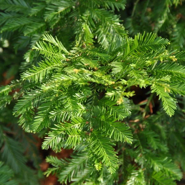 Sequoia sempervirens – Taxodiaceae