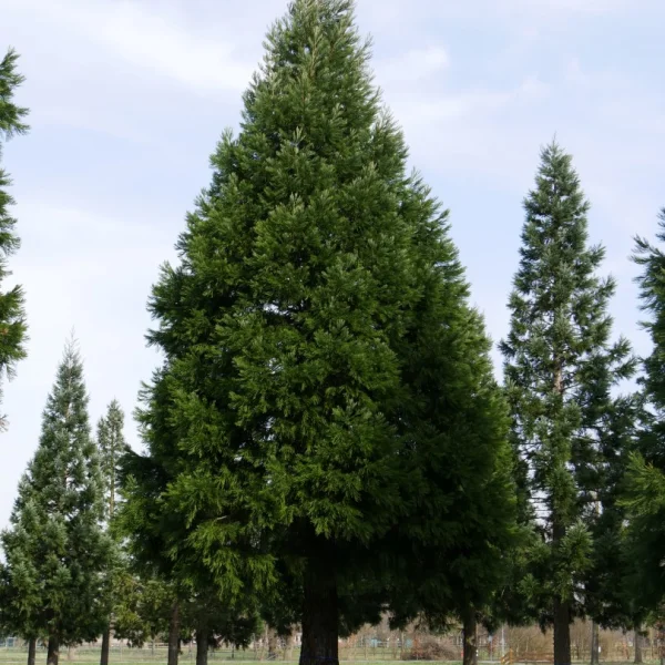 Sequoiadendron giganteum – Taxodiaceae