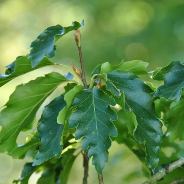 Fagus sylvatica 'Quercifolia' – Fagaceae