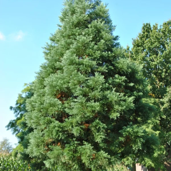 Sequoiadendron giganteum 'Glaucum' – Taxodiaceae