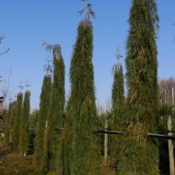 Sequoiadendron giganteum 'Pendulum' – Taxodiaceae