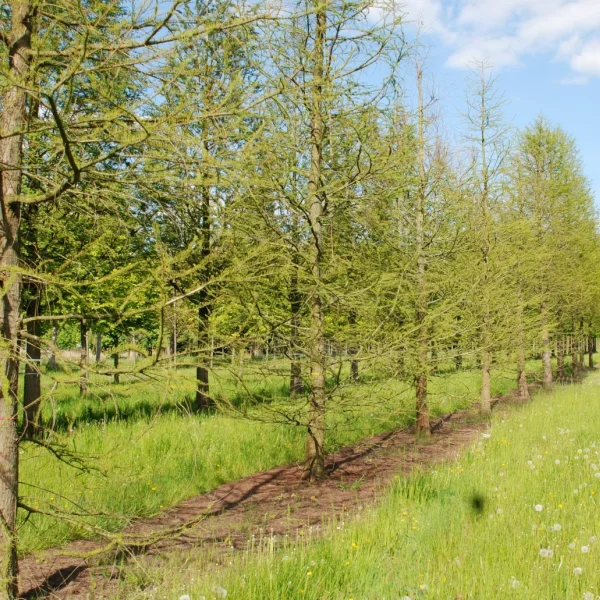 Taxodium distichum var. imbricatum – Taxodiaceae