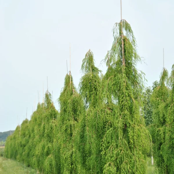 Taxodium distichum 'Cascade Falls' – Taxodiaceae