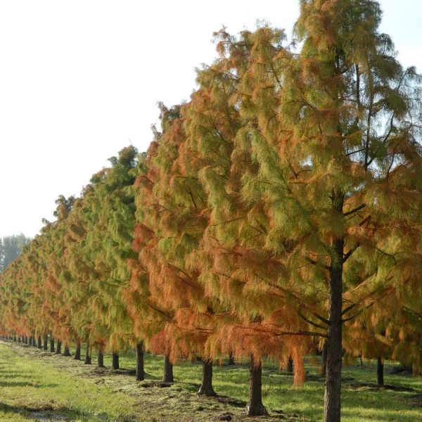 Taxodium distichum 'Nutans' – Taxodiaceae